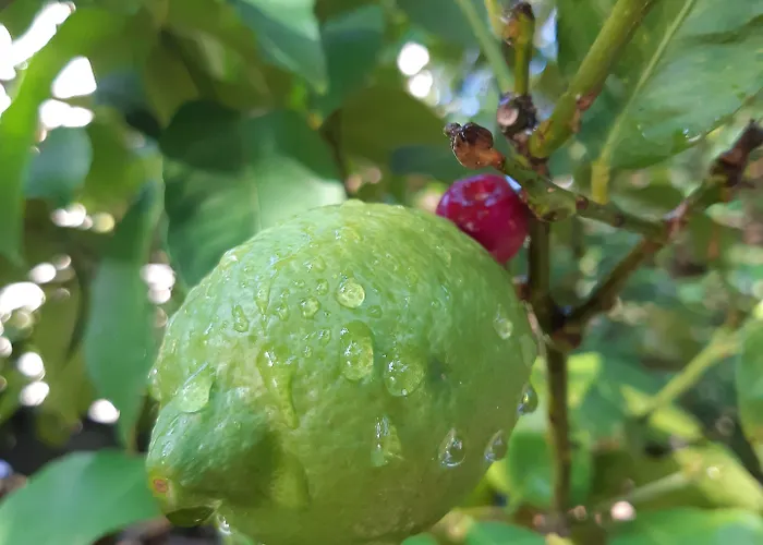 Couette-café Stillachiara