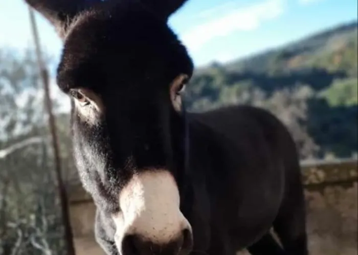 Panzió Stillachiara Badolato Marina
